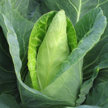 Picture of Cabbage Caraflex F1